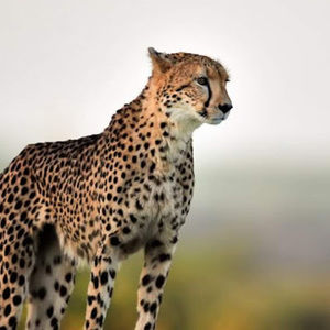 Meet your Posher, Zoe